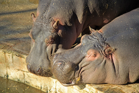 Hippopotamus in Barcelona Zooの写真素材