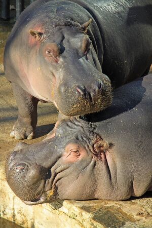 Hippopotamus in Barcelona Zooの写真素材