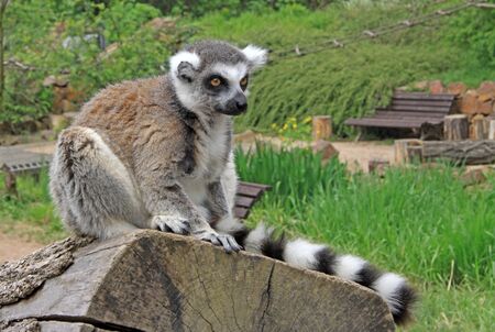 Ring-tailed lemur in a Zoo