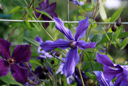 Clematis in the garden in summer timeの写真素材