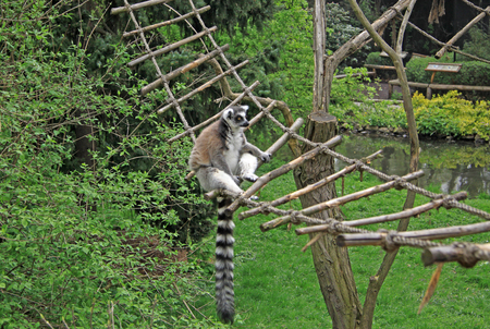 Ring-tailed lemur in a Zooの写真素材