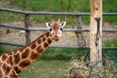 Giraffe in a Zooの写真素材