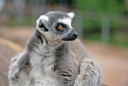 Ring tailed lemur in a Zooの写真素材