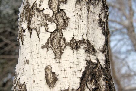 Winter birch tree trunkの写真素材