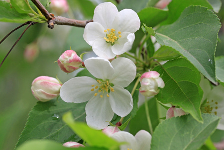 Flowers of the apple tree in springの写真素材