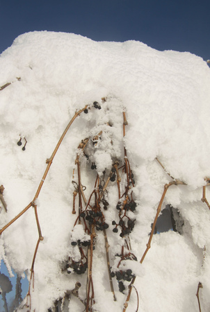 Bunches of wild grapes covered with snowの写真素材