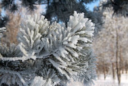Fir tree branch covered with snow and frostの写真素材
