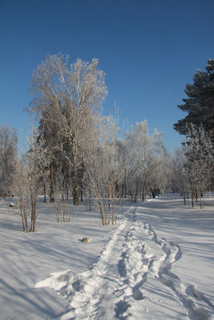 Trodden path in snow-covered Siberian parkの写真素材