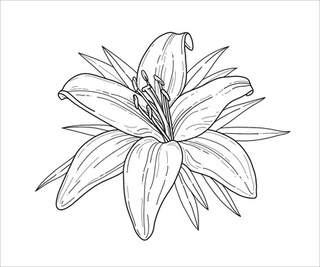 Lily flower monochrome vector illustration. Beautiful tiger lilly isolated on white background. Element for design of greeting cards and invitationsのイラスト素材