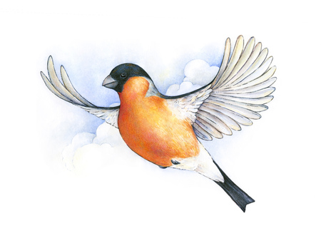 Watercolor bullfinch. bird in flight handwork drawing. Christmas symbol. Beautiful winter bird with grey and pinkish plumage soaring in clouds.の写真素材