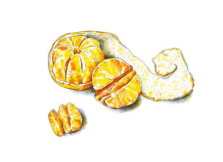 Tangerines fruits are isolated on a white background. Color sketch felt-tip pens. Tropical fruit. Healthy food. Handwork. Fast schematic drawingの写真素材