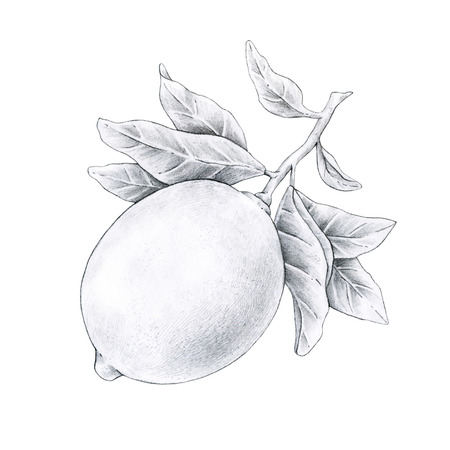 Black and white illustration of lemon fruit on a branch with leaves isolated on white background. Handwork drawing pencilの写真素材