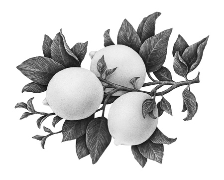 Lemons fruits on a branch with leaves isolated on white background. Monochrome watercolor drawing by handの写真素材