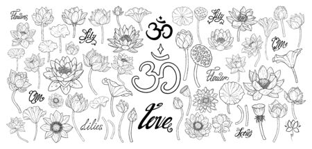 Lotus flower botanical vector drawing is isolated on a white background. Set decorative element for design. Set of plants hand work illustration.のイラスト素材