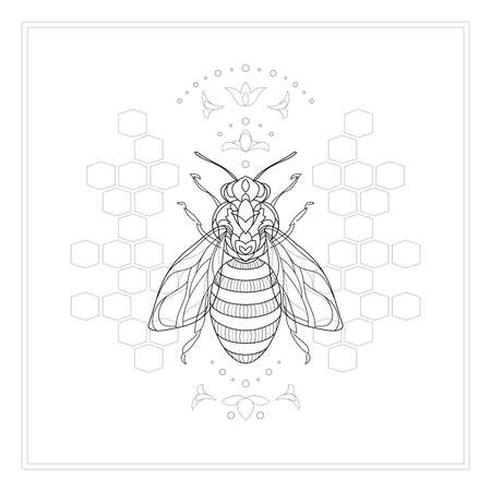 Royal honey bee isolated on a white background. Black white vector drawing. Graphic contour illustration for design.のイラスト素材