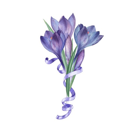Crocus 2. Watercolor floral bouquet. Ideal for festive decoration and wedding invitation cards.Hand-drawing. Isolated on whiteの写真素材
