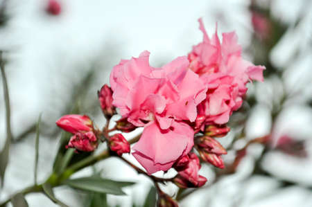 Pink Flowerの写真素材