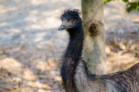 Australian Flightless Bird Emuの写真素材