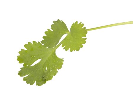 Fresh coriander leaves closeup shot isolated on whiteの写真素材