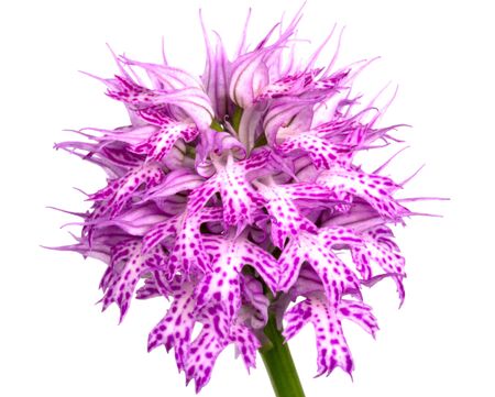 Close up shot of beautiful orchid flowerの写真素材