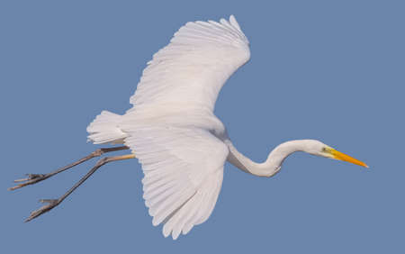 Flying Ardea alba, common egret, large egret, great white egret, great white heron