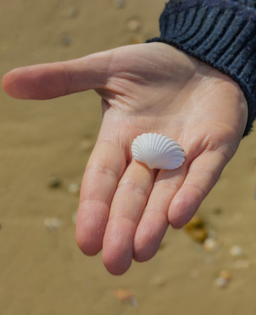 seashell on a woman's hand against the background of sandの写真素材