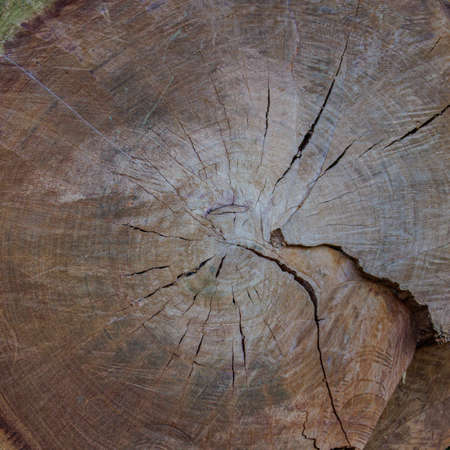 Cross section of the tree. Wood texture with the cross section. Tree rings old weathered wood...