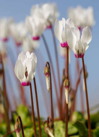Violet cyclomens blossom at the forestの写真素材