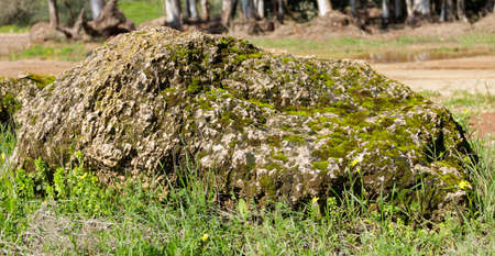 a large stone covered with moss with flowers growing on itの写真素材