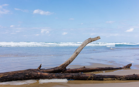 driftwood on the Mediterranean coastの写真素材