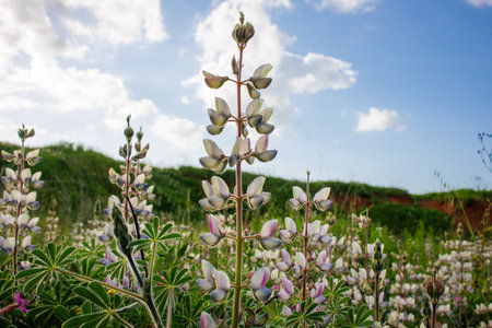 white purple field turmusの写真素材