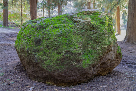 huge stone covered with mossの写真素材
