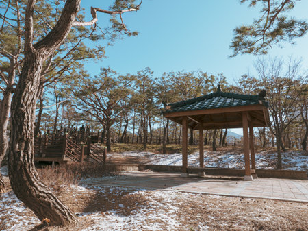 First snow in autumn pine forest.の写真素材