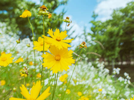 Beautiful yellow cosmos flowers blooming in the garden on summer.の写真素材
