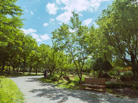 Park bench in the park with green trees and blue sky with cloudsの写真素材
