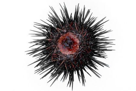 sea urchin, isolated on white background