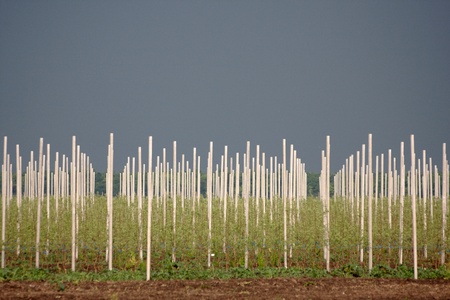 View on rows of apple trees in orchardの写真素材