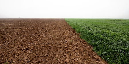 plowed fields and sprouted wheatの写真素材