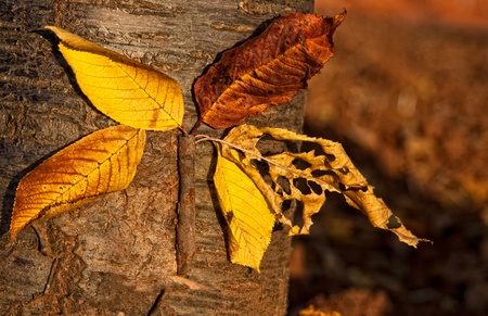 flower in a vase of leaves on the treeの写真素材