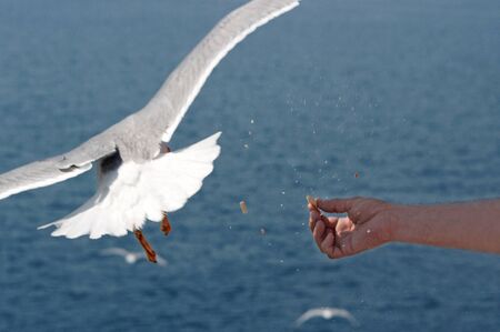 man feeding seagulls on the seaの写真素材