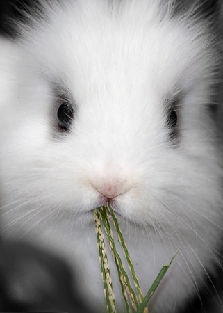 Baby white rabbit in grass, Cute Rabbitの写真素材