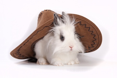 Small white rabbit with a cowboy hatの写真素材
