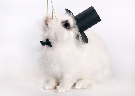 Small white rabbit with a hat and bow tieの写真素材