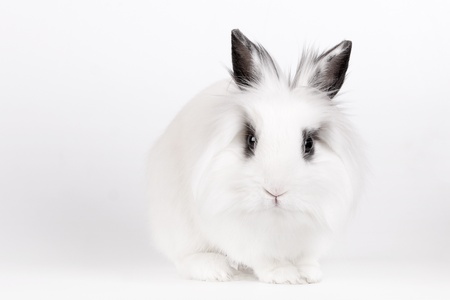 Little white rabbit, a lion's head, closeupの写真素材