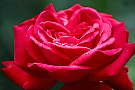 red rose flower as close up の写真素材