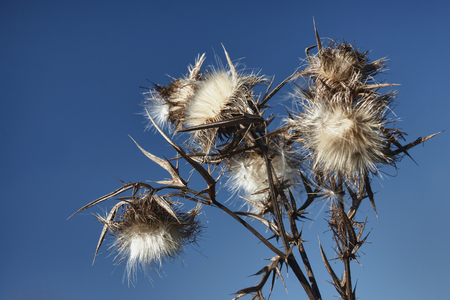 Dry thistle in the autumn afternoon sun on a blurred backgroundの写真素材