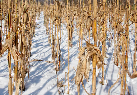 Corn field covered with snow in winterの写真素材