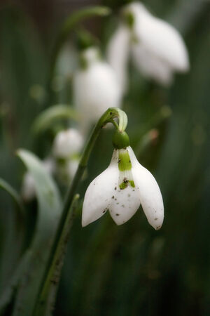 beautiful snowdrops on green background , snowdrop close-upの写真素材