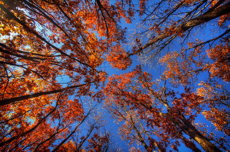 Autumn colored trees on blue sky, view from ground to topの写真素材