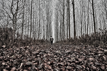 trails in the woods covered with leavesの写真素材